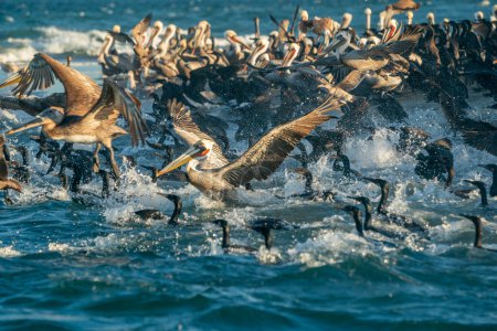 Viele Pelikane und Kormorane und Vögel Kolonie in baja california sur Mexico, Magdalena Bay