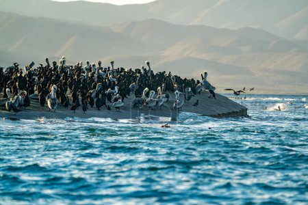 Muchos pelícanos y cormoranes y aves colonia en baja california sur mexico, bahía magdalena