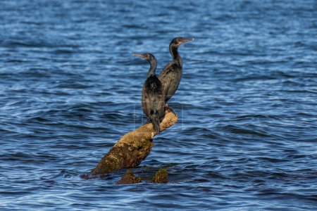 Porträt des Doppelhaubenkormorans, Loreto, Baja California Sur, Mexiko