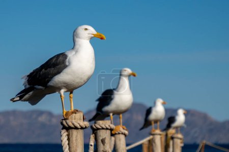 Some seagulls in front of the sea of Loreto, Baja California Sur, Mexico