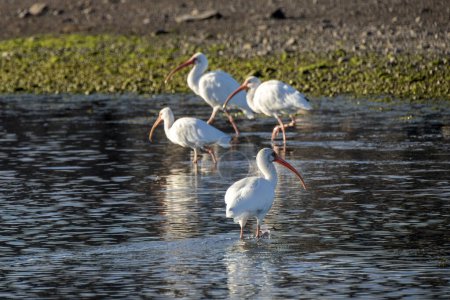 group of White ibis, Eudocimus albus, bird in water of Loreto Baja California Sur, Mexico