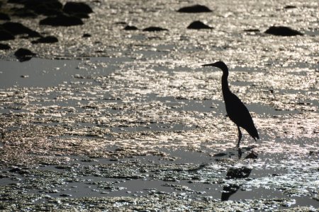 A Snowy egret silhouette in the water on the shore of the village of Loreto, Baja California Sur, Mexico