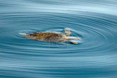 Eine Karettschildkröte im Mittelmeer vor der Küste von Genua, Italien
