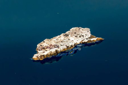 Blaues Segel Velella Velella Hydrozoa Qualle schwimmt auf der Meeresoberfläche im Mittelmeer blauen Meer