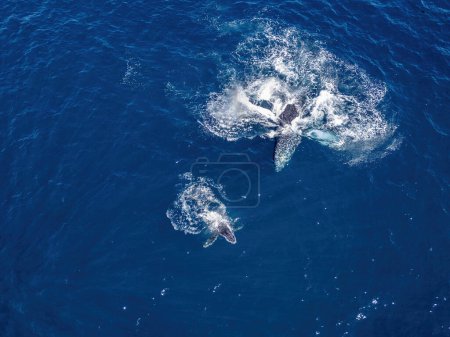 AN baleine à bosse mère et baleineau vue aérienne au large de Cabo San Lucas, Basse Californie Sur, Mexique, Océan Pacifique