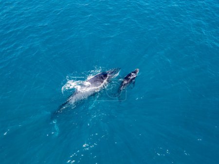 AN humpback whale mother and calf aerial view off the coast of Cabo San Lucas, Baja California Sur, Mexico, Pacific Ocean