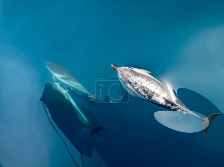 Ein gestreifter Delfin atmet auf der Meeresoberfläche