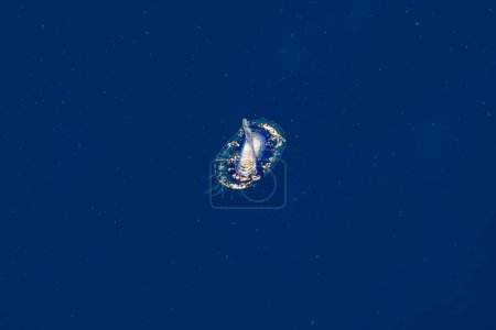 Blaues Segel velella velella hydrozoa Qualle, schwimmend auf der Meeresoberfläche im mediterranen blauen Meer