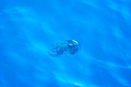 Un aguijón malva Pelagia noctiluca medusas en la superficie del mar efecto en movimiento