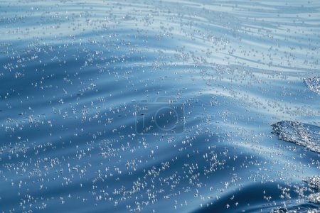 Blaues Segel velella velella hydrozoa Qualle, schwimmend auf der Meeresoberfläche im mediterranen blauen Meer