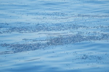 blue sail velella velella hydrozoa jellyfish, floating on sea surface in mediterranean blue sea