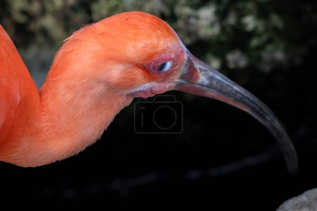 détail de la membrane nictitante de l'oiseau ibis rouge