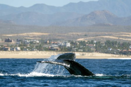 A damaged tail humpback whale in pacific ocean baja california sur mexico
