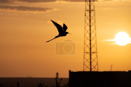 A black-winged stilt Himantopus himantopus in Aveir's salt pans Portugal silhouette at sunset