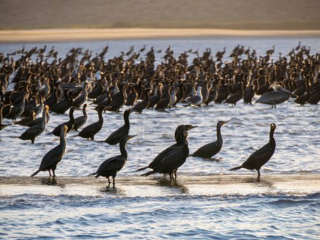 Foto de Colonia de cormoranes en Bahía Puerto Chale Bahía Magdalena Baja California Sur, México - Imagen libre de derechos