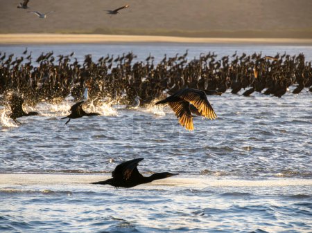 Foto de Colonia de cormoranes en Bahía Puerto Chale Bahía Magdalena Baja California Sur, México - Imagen libre de derechos