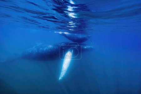 An humpback whale mother and calf underwater sunset in Pacific Ocean
