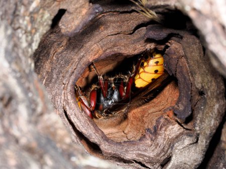 A hornet in its nest inside a tree macro