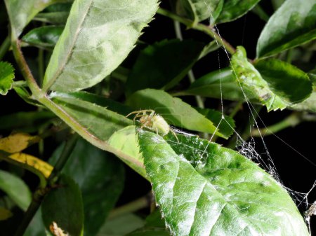 macro shot of cucumber green spider (araniella cucurbitina)