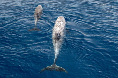 Risso dauphin portrait en gros plan sur la surface bleue de la mer