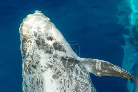 Risso dolphin close up portrait on blue sea surface