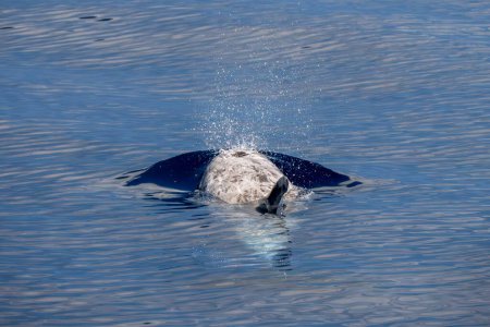 Portrait rapproché d'un dauphin Risso à la surface bleue de la mer