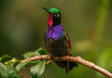 Multicolored hummingbird (Lamprolaima rhami) perching on a twig in the middle of the forest. San Cristobal de las Casas, Mexico.