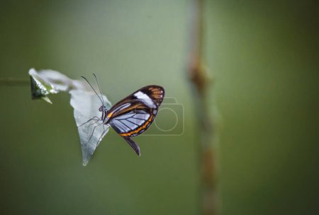 Glasswing butterfly (Greta annette) perched on a leaf. Belgium Lagoon, Chiapas, Mexico.