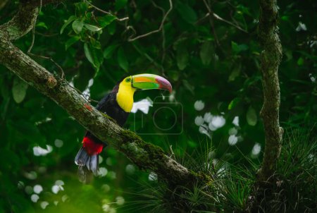 Kanuschnabel-Tukan (Ramphastos sulfuratus), der auf einem Ast in einem riesigen Baum mitten im Wald thront. Belgische Lagune, Chiapas, Mexiko.