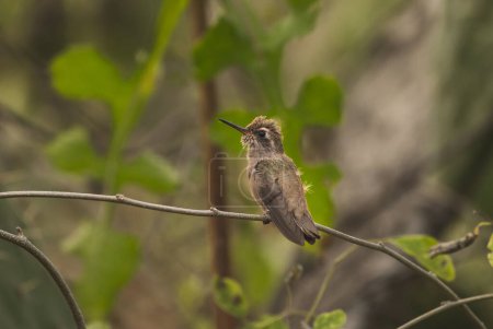 Juvenile Violet-crowned Hummingbird (Ramosomyia violiceps) perched on a twig in the middle of the forest. Tonatico, State of Mexico.