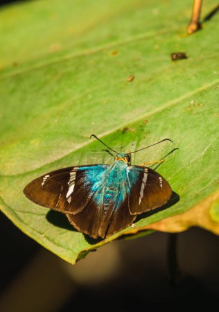 Marine Blue Butterfly (Leptotes marina) thront auf einem Blatt eines Busches. Tonatico, Bundesstaat Mexiko.