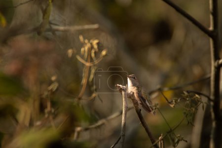Female Violet-crowned Hummingbird (Ramosomyia violiceps) perched on a twig in the middle of the forest. Tonatico, State of Mexico.