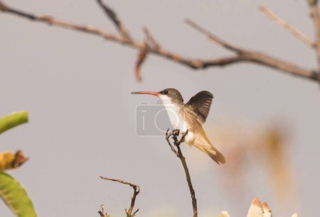Weiblicher Veilchenkronen-Kolibri (Ramosomyia violiceps) thront auf einem Zweig mitten im Wald. Tonatico, Bundesstaat Mexiko.