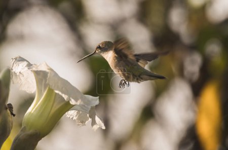 Female Violet-crowned Hummingbird (Ramosomyia violiceps) flying in front of a flower drinking in the middle of the forest. Tonatico, State of Mexico.