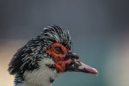 Portrait of a male duck, with its bright red colors and black and white plumage.