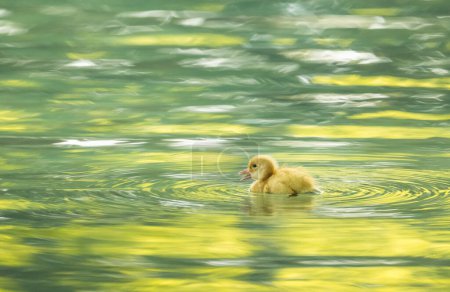 Small baby duckling swimming through the waters of a lake with the reflections of the sun coming through the trees.