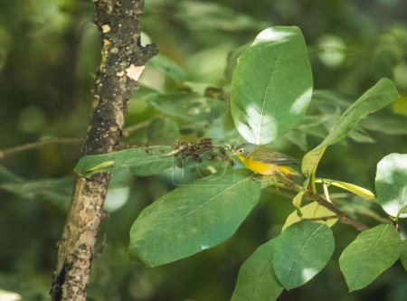 Kleine Graukopf-Grasmücke (Leiothlypis ruficapilla) hockt auf Ästen auf der Suche nach Nahrung.