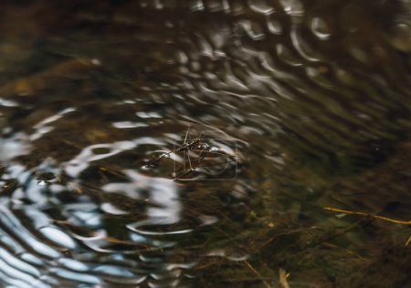 Wassermücken treiben auf der Oberflächenspannung des Waldflusswassers.
