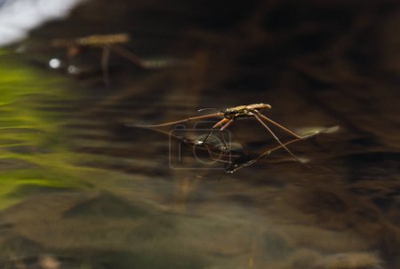 Water mosquitoes floating on the surface tension of the forest river water.