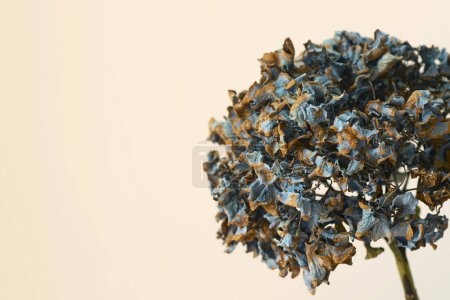 Photo for Large hydrangea bud, dried flowers, beautiful petals with natural faded color. Blue and beige panton. Concept home decor, autumn, art, flowers, objects. Copy space. - Royalty Free Image