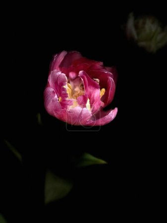 Foto de Primer plano del tulipán rosado completo sobre fondo negro - Imagen libre de derechos