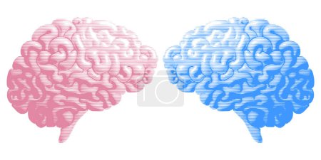 Ilustración de Brain drawing with lines texture. Pink and blue colors. Vector illustration - Imagen libre de derechos