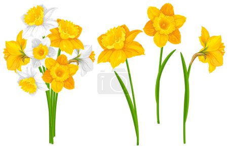 Ilustración de Narcisos amarillos y blancos flores, hojas verdes y tallos. Dibujos de dibujos animados. Por separado flores y lindo ramo de primavera de narciso. Aislado sobre fondo blanco. Ilustración vectorial - Imagen libre de derechos