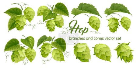 Photo for Hop plants, cones and leaves, hops branches set. Cartoon realistic and detailed drawings. Natural malt ingredients for brewery or cosmetics production. Isolated vector illustration - Royalty Free Image