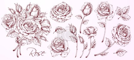 Illustration for High detailed hand drawn hatching flowers set - blooming roses, leaves and flower buds. Engraving, doodle style. Monochrome colors. Isolated on pink background. Vector illustration - Royalty Free Image