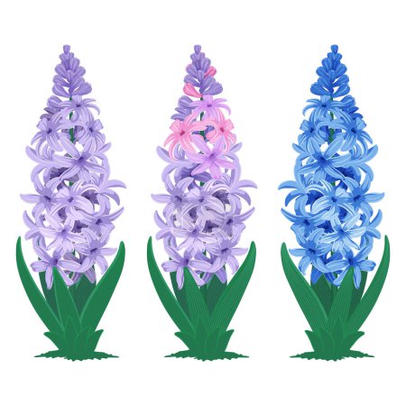 Illustration for Set of cartoon drawn hyacinth spring flowers, isolated on white background. Vector illustration - Royalty Free Image