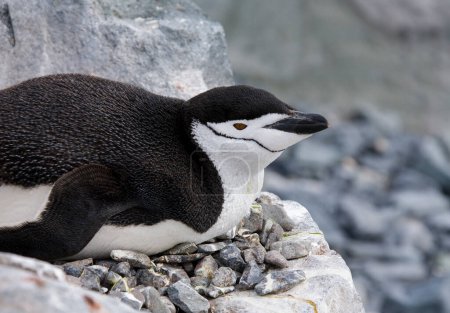 Foto de Chinstrap Penguin (Pygoscelis antarcticus) en su nido en la costa salvaje de las Islas Shetland del Sur frente a la Península Antártica en la Antártida. - Imagen libre de derechos