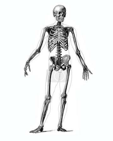 Téléchargez les photos : Médical - Illustrations anatomiques victoriennes - isolé sur un fond blanc pour découper. - en image libre de droit