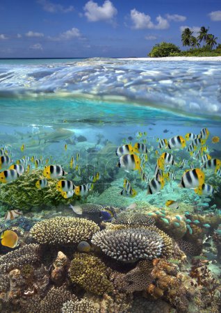 Foto de Vista submarina de un arrecife tropical en la Polinesia Francesa en el Océano Pacífico Sur. - Imagen libre de derechos