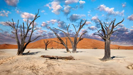 Foto de Los árboles petrificados de Dead Vlei en el desierto de Namib cerca de Sossusvlei en Namibia. - Imagen libre de derechos